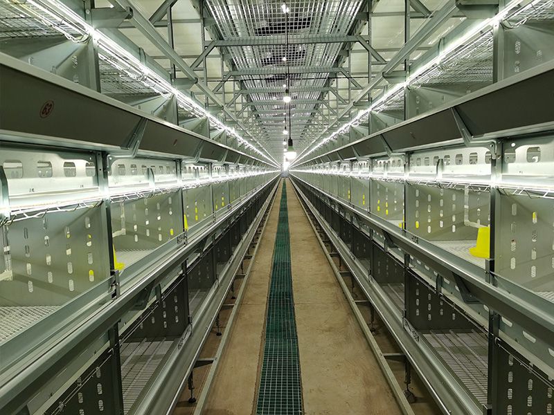 Fully automated chicken coop