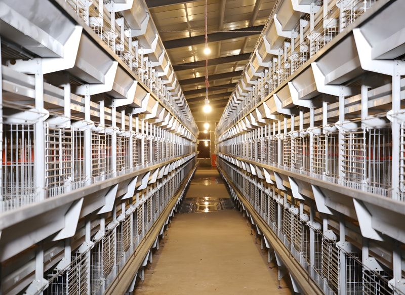 The benefits of automated egg chicken cage farming