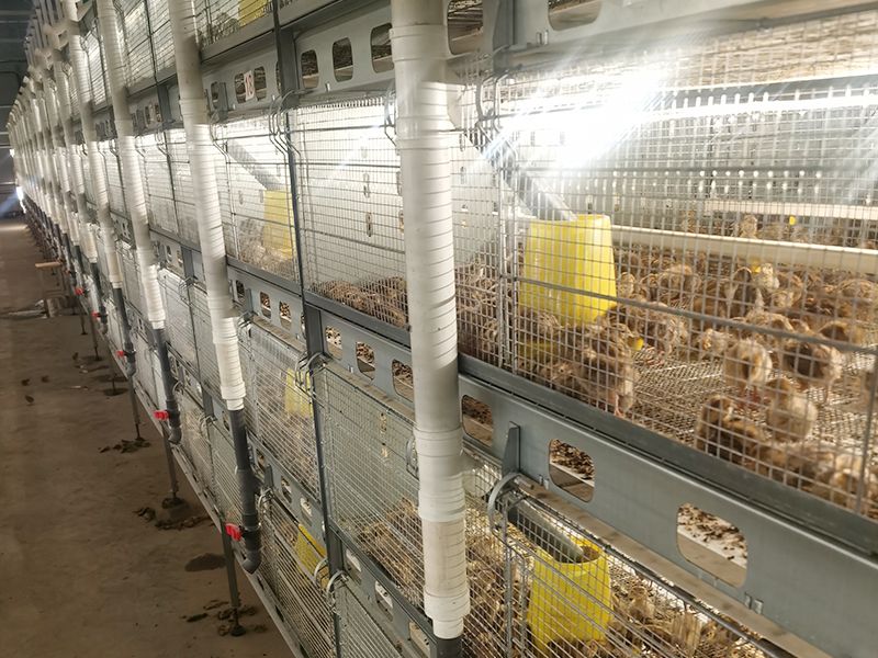 Stacked automated breeding equipment